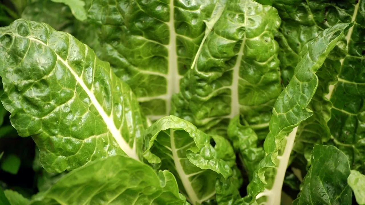 15 Best Vegetables for Hydroponics 8