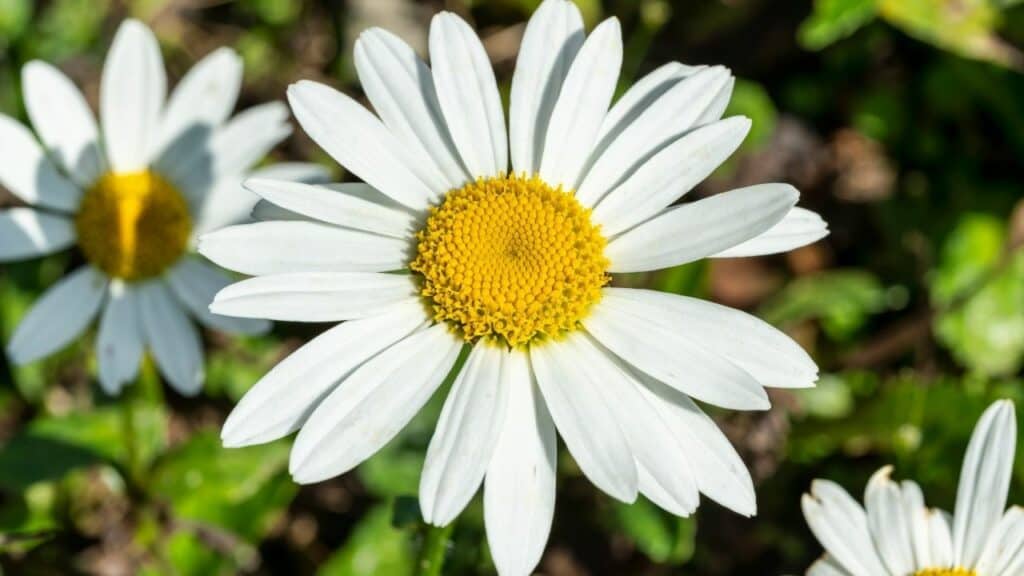 15 Best Plants for West Facing Gardens – Enjoy the Afternoon Sun!