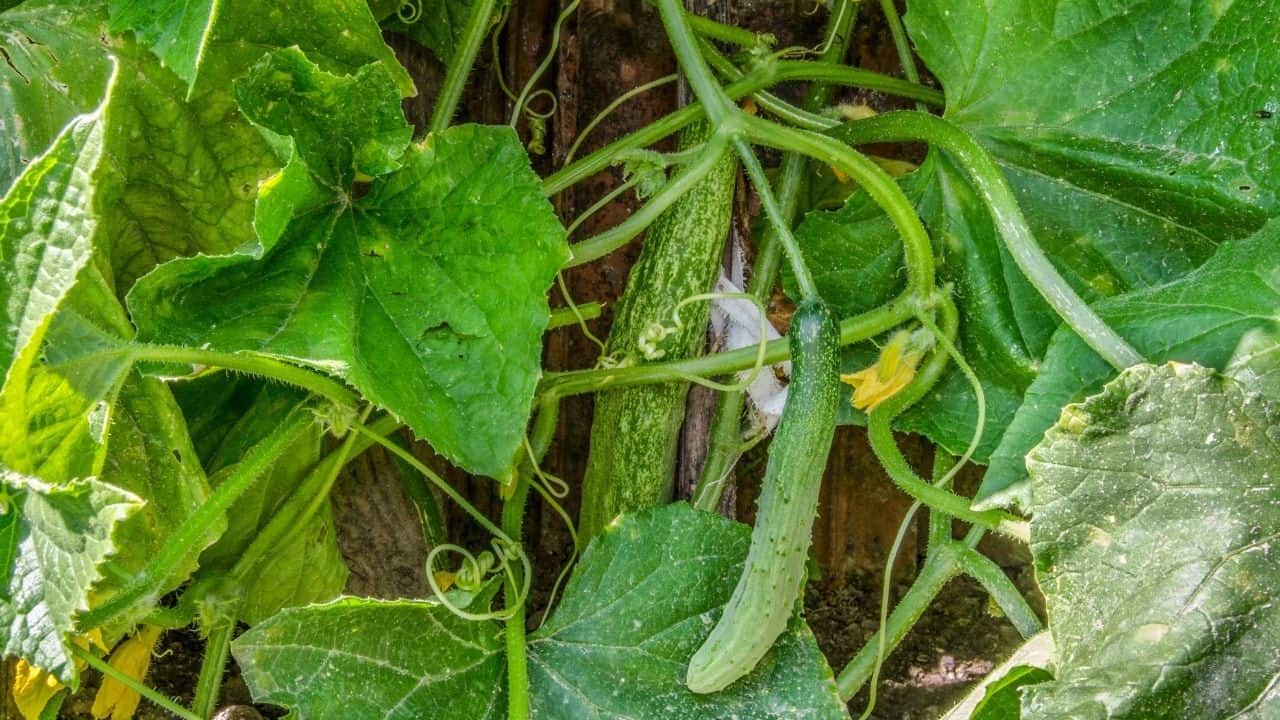 15 Best Vegetables for Hydroponics 10