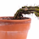 Why My Cactus Is Dying? Find Out Now! 4