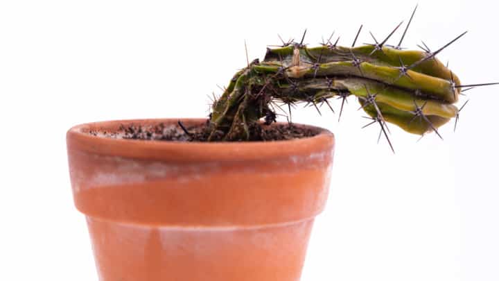 Why My Cactus Is Dying? Find Out Now!