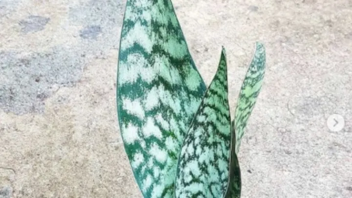 Sansevieria Robusta Care Guide &ndash; All You Want to Know!