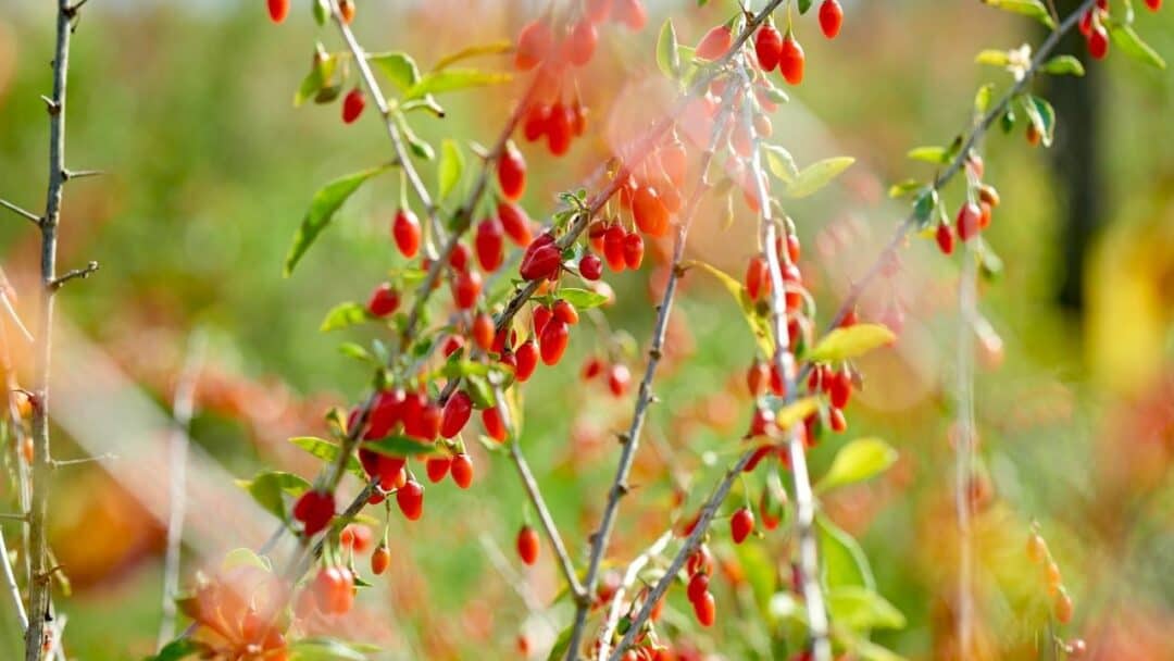 Goji Berry Varieties - 5 Types from Around the World