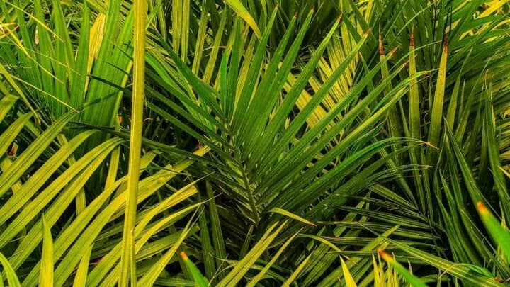 Why Is My Majesty Palm Turning Yellow — Reasons & Remedies