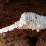 Tiny White Bugs In Soil - The Truth Revealed! 5