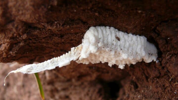 Tiny White Bugs In Soil – How to Identify & Eliminate