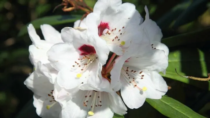 What is the Best Temperature for Hibiscus? Do you Know?