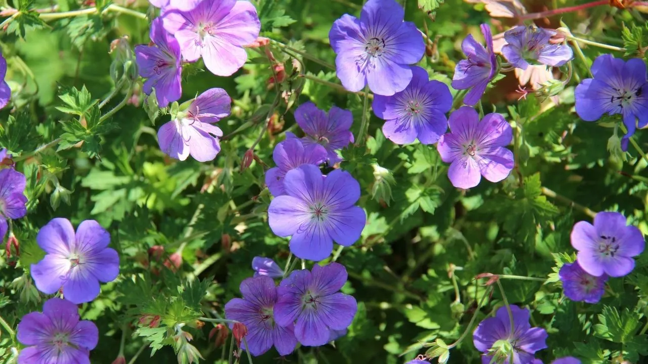 Types of Geraniums and their Characteristics 1