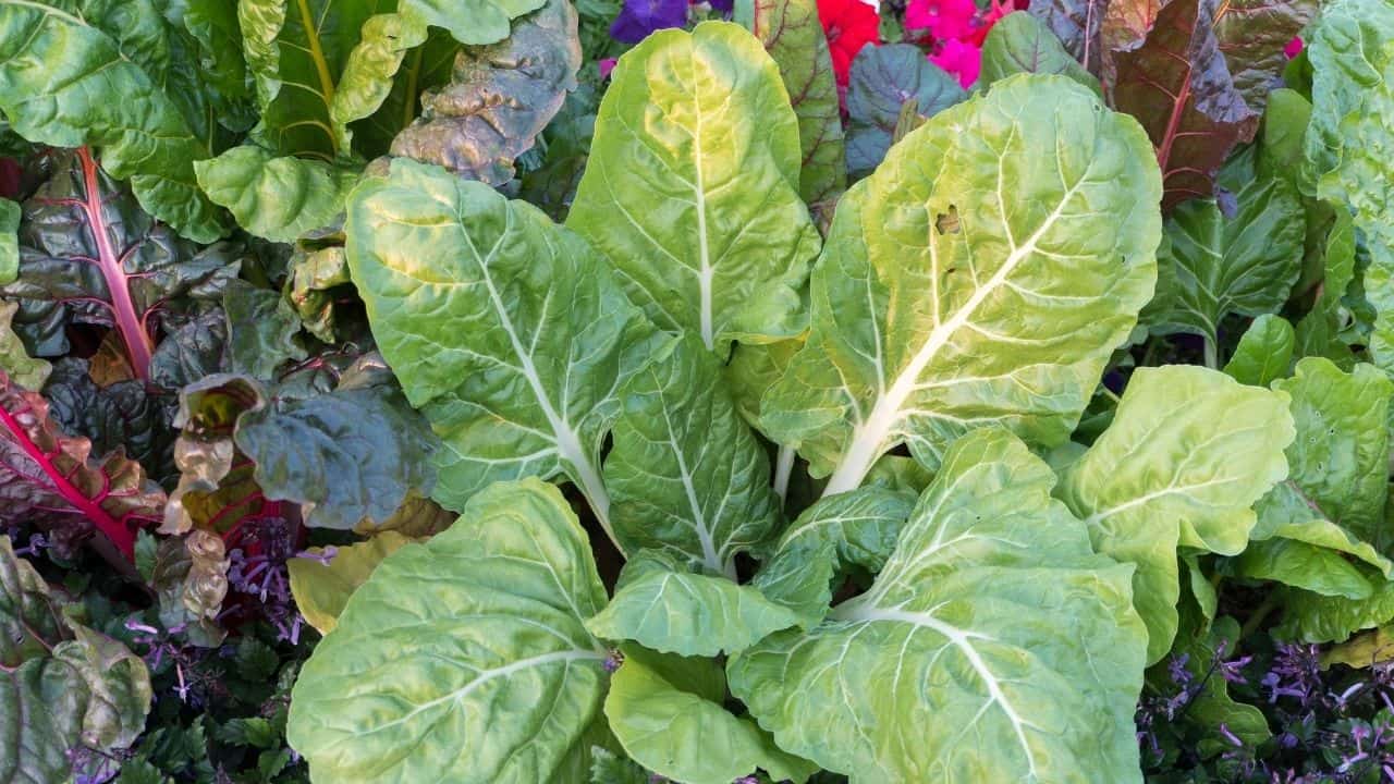 15 Best Vegetables for Hydroponics 14