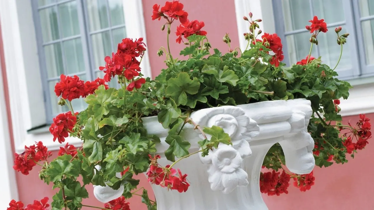 Types of Geraniums and their Characteristics 5