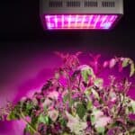 Are LED Grow Lights Worth It? The Answer! 2