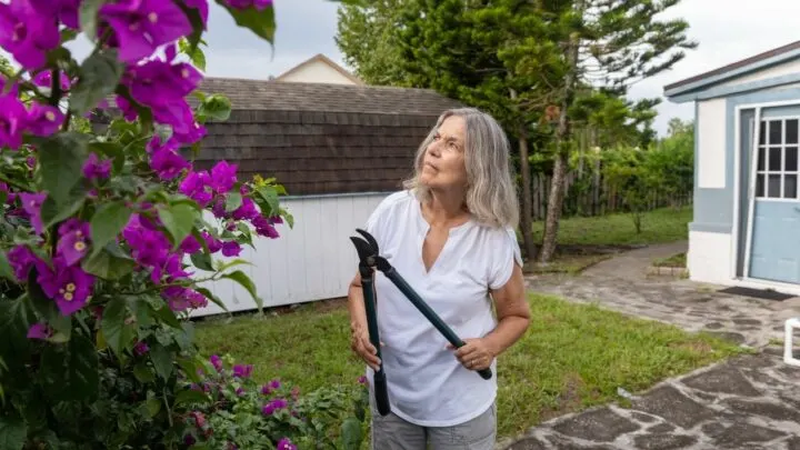 When to Trim a Bougainvillea &ndash; The Answer!