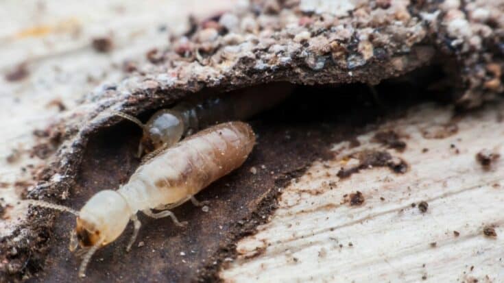 Tiny White Bugs In Soil - The Truth Revealed!