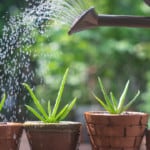 How Often Should I Water An Aloe Plant? The Answer! 3