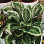 12 Stunning Calathea Varieties for your Indoor Collection! 1