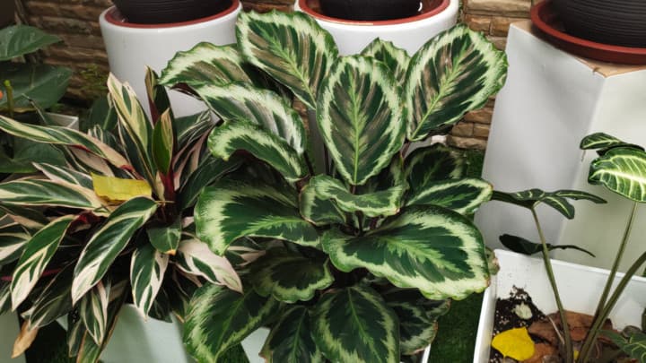 12 Stunning Calathea Varieties for your Indoor Collection!