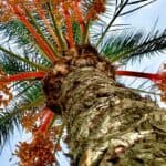 Pindo Palm Care – A Growers Guide 3
