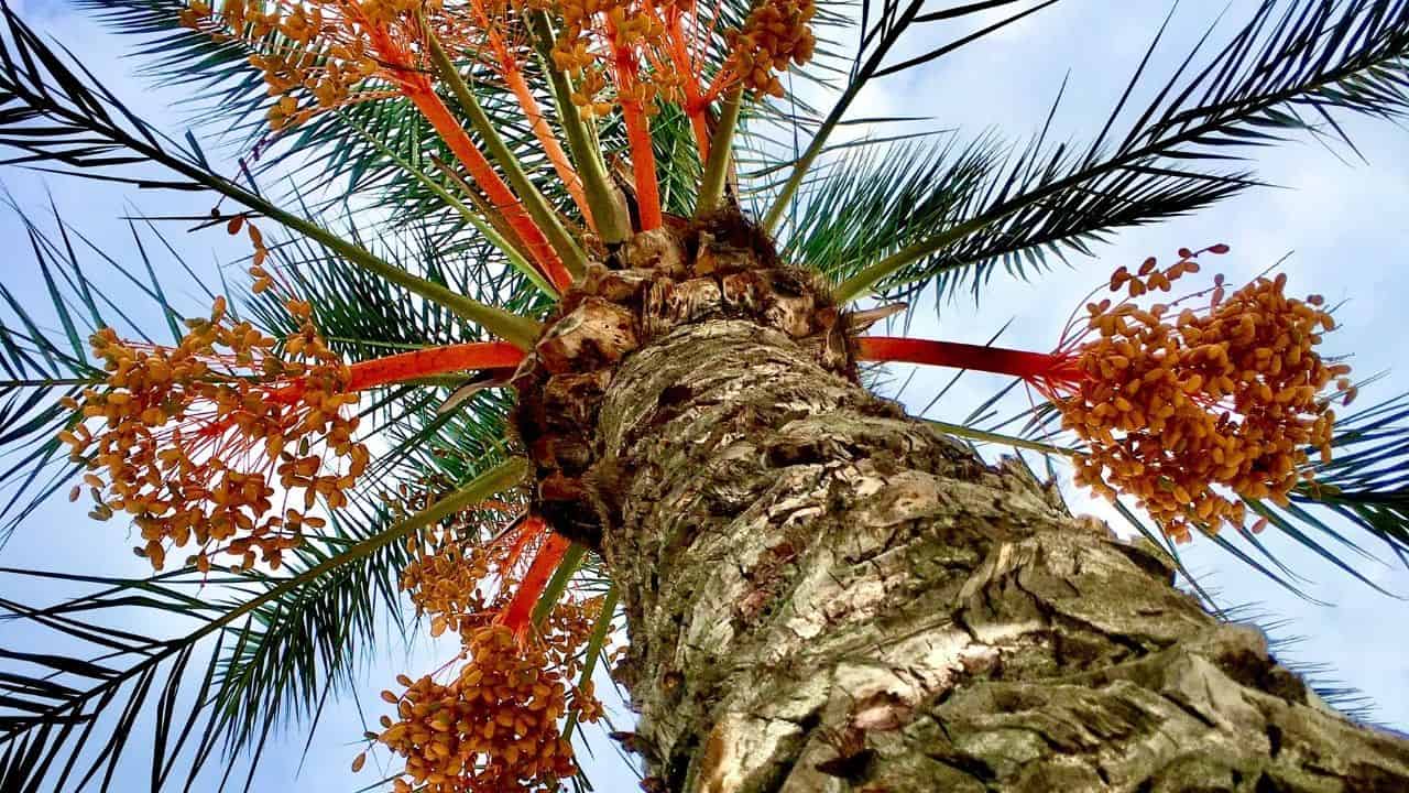 Pindo Palm Care A Growers Guide