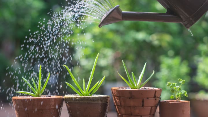 How Often Should I Water An Aloe Plant? The Answer!