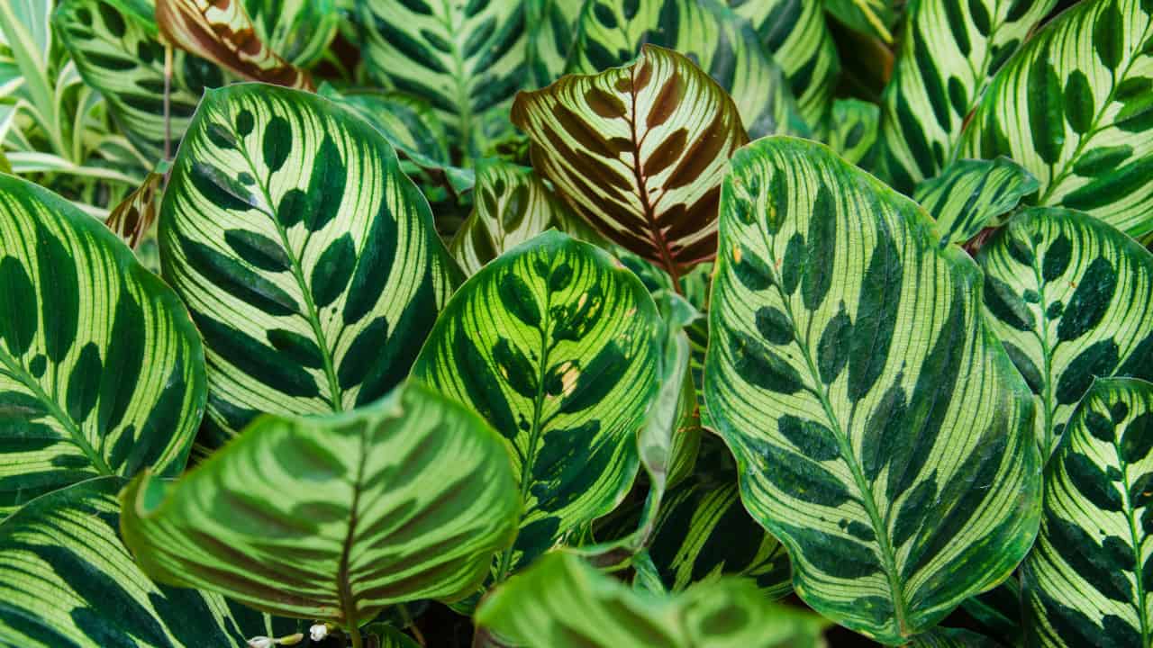 Calathea makoyana (Peacock)