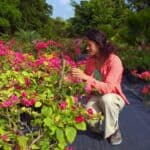 How to Trim a Bougainvillea - Step By Step 3