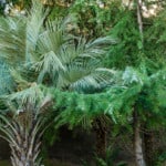 How Fast Do Pindo Palms Grow? Tell Me! 6