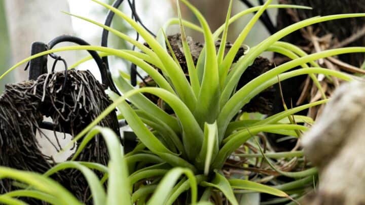 How Much Light do Air Plants Need
