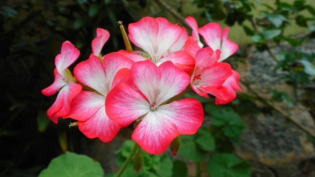 How to Deadhead a Geranium - Do This!