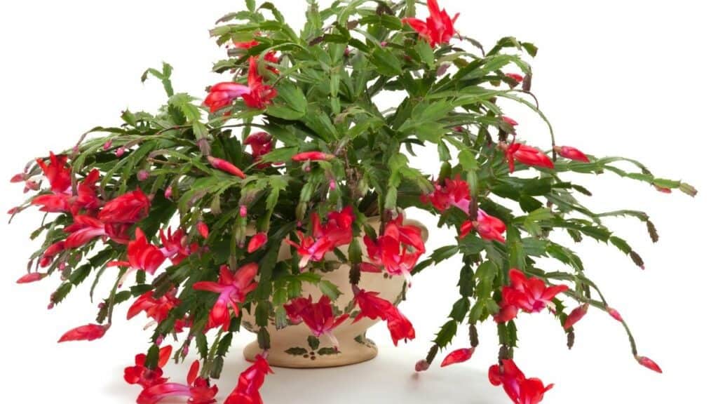 Why is My Christmas Cactus Wilting? Let's Find Out!