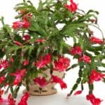 Why is My Christmas Cactus Wilting? Let's Find Out! 3