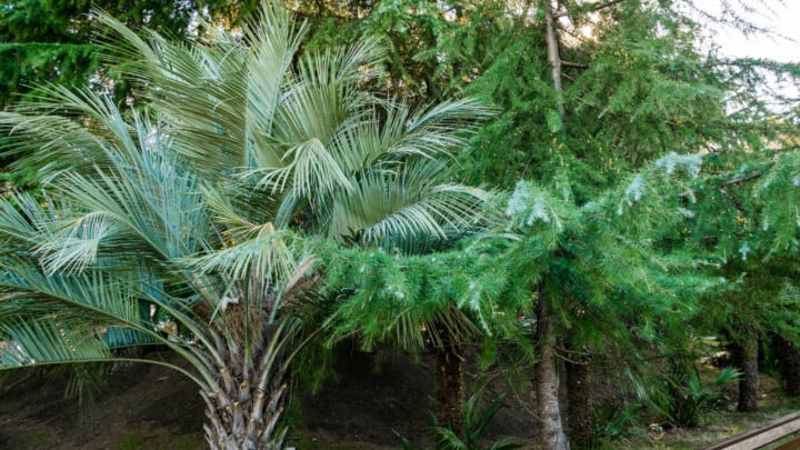 How Fast Do Pindo Palms Grow? Tell Me!