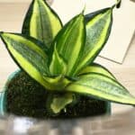 Sansevieria Hahnii Care Guide - All You Need To Know! 4