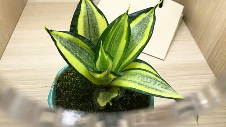 Sansevieria Hahnii Care Guide –  All You Need To Know!