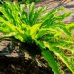 Why is My Bird’s Nest Fern Dying? - Let’s Find Out! 1