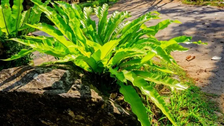 Why Is My Bird S Nest Fern Dying Let S Find Out