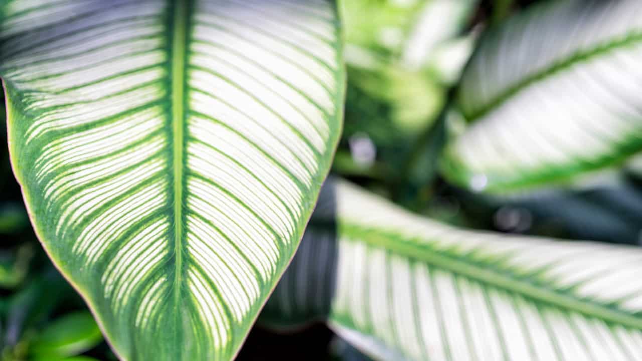 Calathea ornata (Pinstripe)