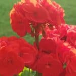 How to Grow Geraniums - The Ultimate Guide! 15