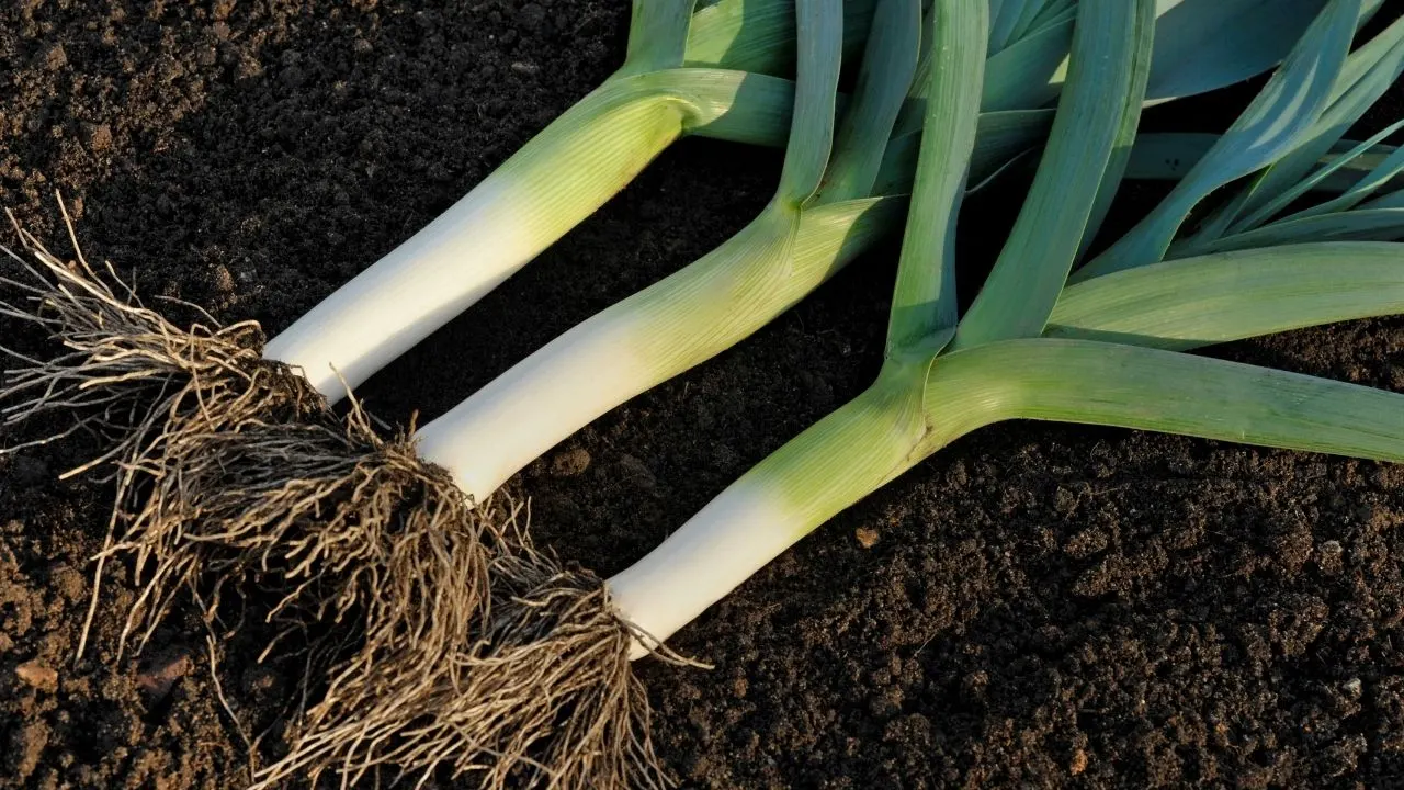 11 Best Underground Vegetables — The Ultimate Guide 5