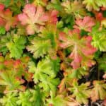 Why Do Geranium Leaves Turn Red? Gardeners Take Warning! 9
