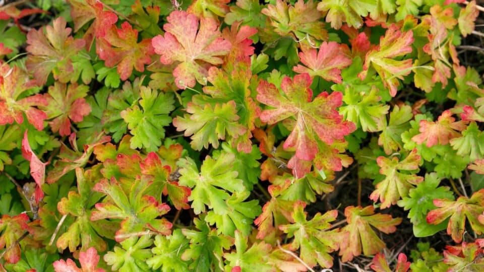 why do geranium leaves turn red