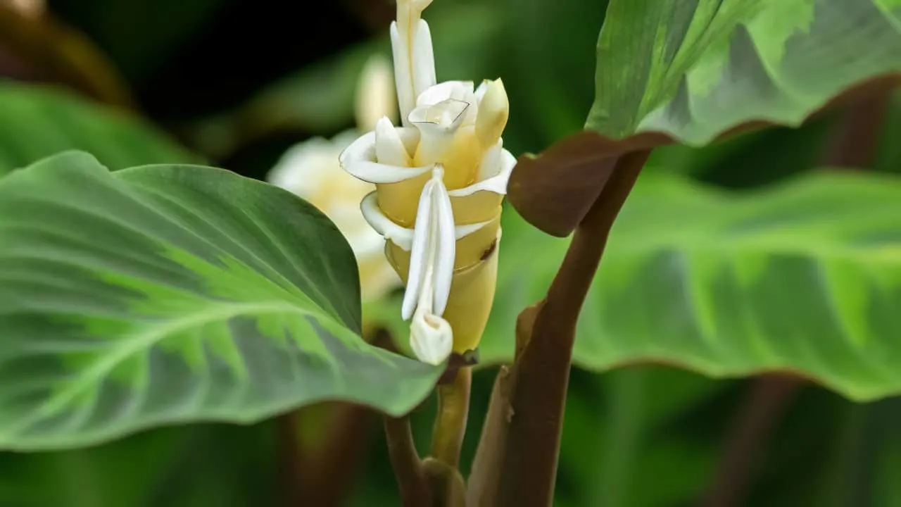 Calathea warscewiczii