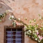 How to Grow a Bougainvillea on a Wall - WOW! 1