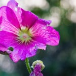 Why Is My Hibiscus Dying? — The Truth Revealed 11