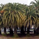 What is the Best Soil for Palm Trees? Indoor and Outdoor Recommendations 7