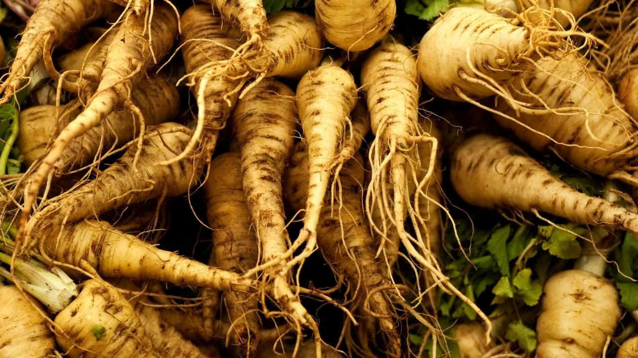 11 Best Underground Vegetables — The Ultimate Guide 6