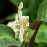 Calathea Warscewiczii Care Guide from A to Z 4