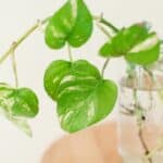 How Do You Save An Overwatered Pothos? Read This! 1