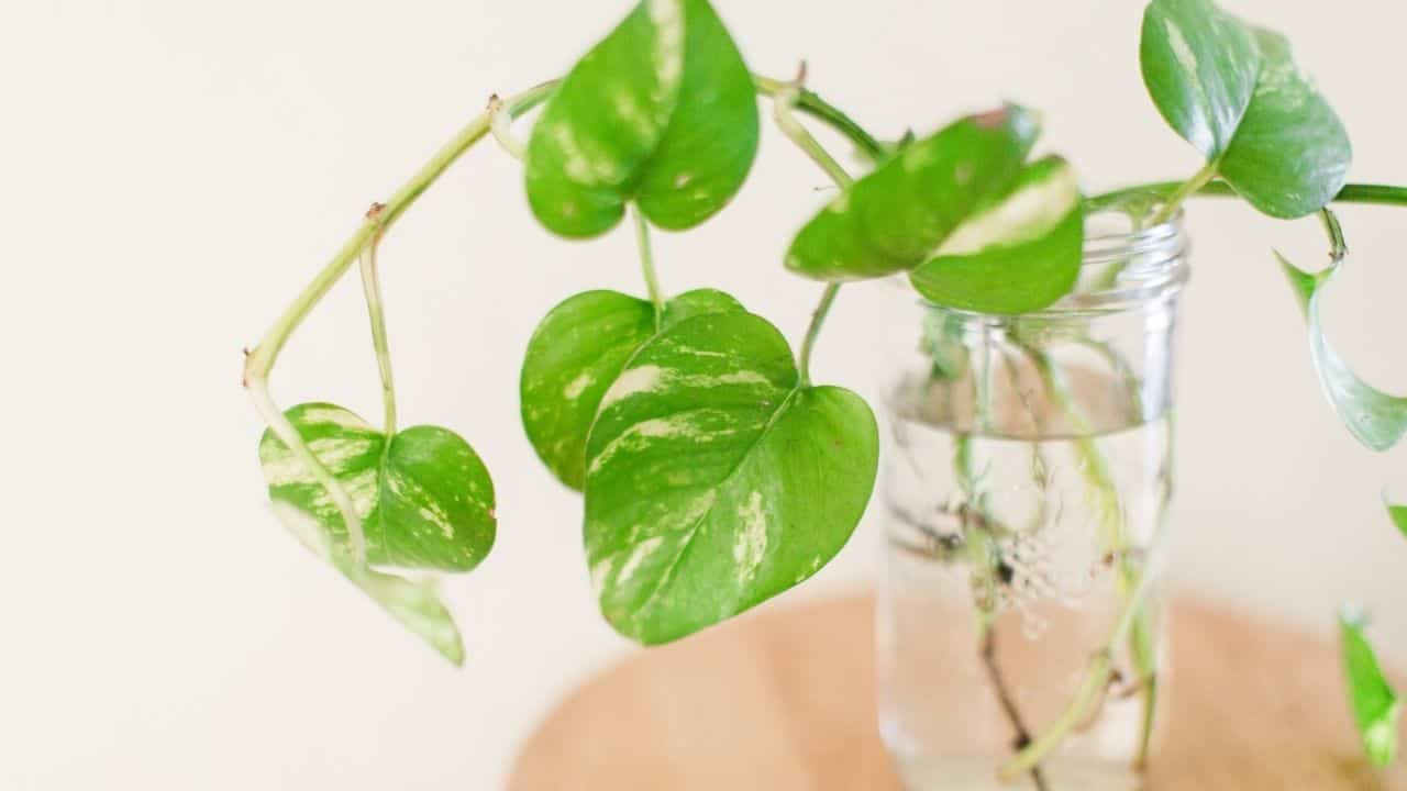 How Do You Save An Overwatered Pothos? Read This! 3