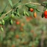 Goji Berry Plant Problems and Solutions! 1