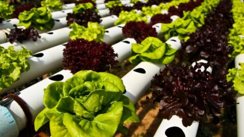 Best Hydroponic Nutrients - A Buyers Guide 2022